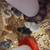 Rainbow egger chicks 1 thumbnail
