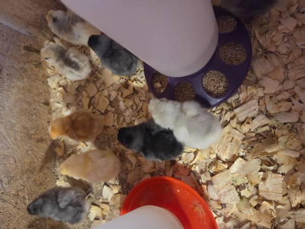 Rainbow egger chicks 1