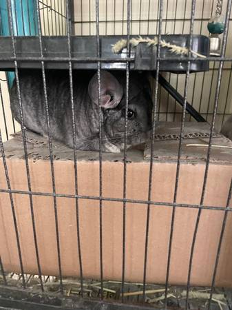 Chinchilla macho (Rochester nh)63656365162243120