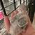 Conure parrots 4 thumbnail