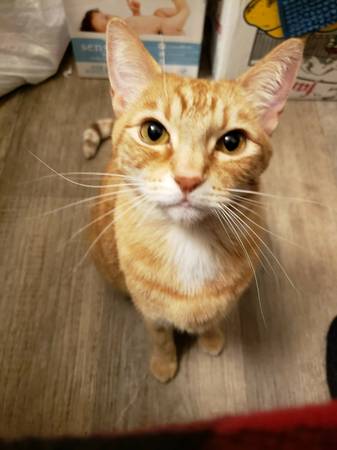 PERDIDA Ginny, gata naranja de rayas de 11 años (Gresham)