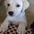 AKCregisteredLabradorRetriever Sweet 3 thumbnail