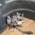 Chicks/geese/ducks 5 thumbnail