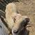 Dairy Ewe Lambs, Sheep 9 thumbnail