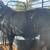 Bull black baldy 2 thumbnail