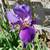 Purple Iris Plant 3 thumbnail