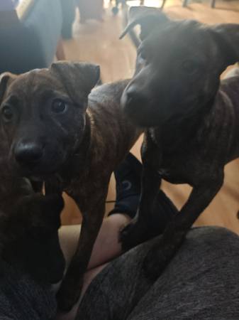 Cachorros que necesitan hogar (Downey)63829967949699124