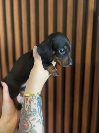 Beautiful black dachshund 1