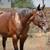 Horses 1 thumbnail