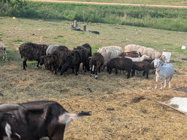 Sheep 1