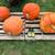 GIANT Pumpkins, organically grown beauties! + Winter Squash:) 1 thumbnail