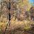 10 Wooded Acres Near Wisconsin Dells 22 thumbnail