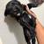 Miniature schnauzer puppies 2 thumbnail