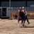 Horse 1 thumbnail