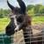 Llamas 7 thumbnail