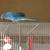 Indian ring neck male babies for sale 1 thumbnail
