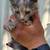 Calico kitten 1 thumbnail