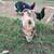 Kunekune 1 thumbnail