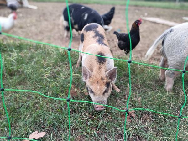 Kunekune 1