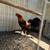 Roosters 1 thumbnail