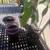 4 mango trees  GLEN.   STRINGLESS 1 thumbnail