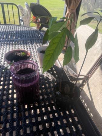 4 mango trees  GLEN.   STRINGLESS 1