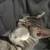Free Kittens! 8 thumbnail