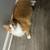 affectionate orange male tabby rehome 2 thumbnail