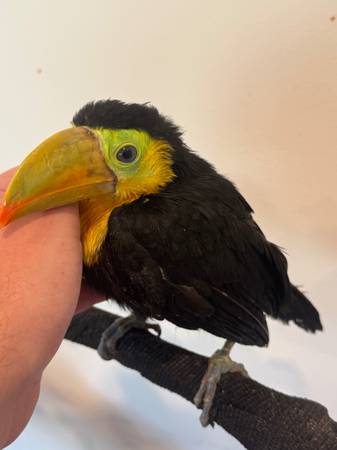 Toucan 1