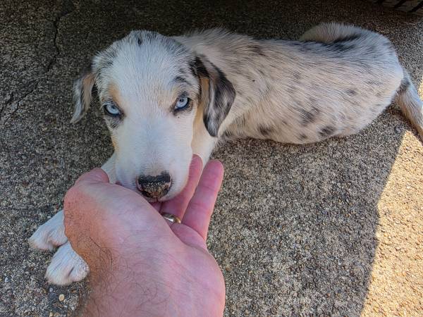 Border Aussie Pups (Memphis)63812867224577121