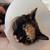 Saturday & Sunday Darling cats & kittens for adoption 4 thumbnail
