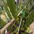 Exotic Dragon Fruit Starter Plants Season END Buy 2 Get 1 FREE Sale! 2 thumbnail