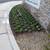 🏠CRUZ's Gardening Services. Maintenance, Clean Up, more. References🏠 3 thumbnail