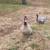 Muscovy 5 thumbnail
