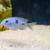 African Cichlids - Blue Dolphin Cichlids 3 thumbnail