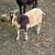 Nigerian dwarf does 5 thumbnail