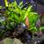 Complete 65-Gallon Custom Freshwater Aquarium Setup - Vibrant & Well-E 12 thumbnail