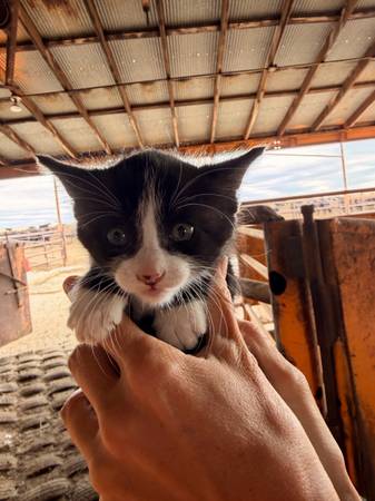 Farm kittens 1