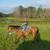 OTTB Gelding 3 thumbnail