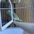 Parrotlet 4 thumbnail