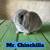 Holland Lop Bunnies 1 thumbnail