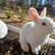 Rabbits 1 thumbnail