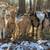 Nigerian Dwarf Goats For Sale 1 thumbnail