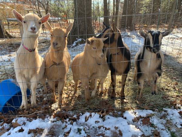 Nigerian Dwarf Goats For Sale 1