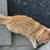 Lost cat sighting 2 thumbnail
