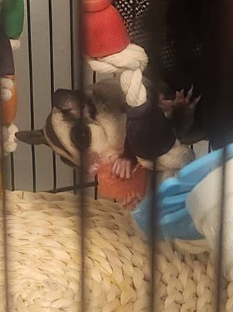 Sugar Glider (Montgomery)64032192789762123
