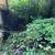 ONE TIME YARD CLEAN UPS-TRIMMING,WEEDING,IVY, BLACKBERRY REMOVALS etc 21 thumbnail