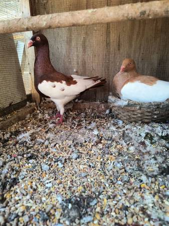 English magpie pigeons 1