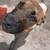 6 month, Female, Cane Corso/Mastiff mix 1 thumbnail