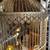 Vintage bird cage / stand 5 thumbnail